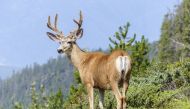 More than 100 primates, including gorillas and snub-nosed monkeys, and dozens of hooved animals from oxen to antelope, are at dire risk from hunting.