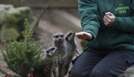 Meerkats eat Christmas treats in their enclosure at London Zoo, in London, Britain December 15, 2016. REUTERS/Hannah McKay