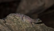 Gekko Bonkowski is pictured in this handout picture received by Reuters on December 18, 2016. WWF/Thomas Calame/Handout via Reuters