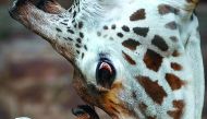 An undated handout picture released by Chester Zoo on December 29, 2016 shows a rare Rothschilds giraffe calf, born on Boxing Day at Chester Zoo, in north west England. The six-feet-tall youngster, which is yet to be sexed or named, arrived to first-time 