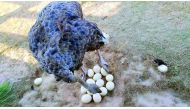 An ostrich with its eggs at Al Khor Park. The recently renovated park covers a whopping area of 240,000 square metres, sheltering a number of animals shifted from the Doha Zoo, which is undergoing a facelift. This park also has an aviary that houses over 