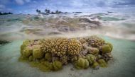 (FILES) This file photo taken on October 18, 2015 shows coral reefs in the lagoon of the Toau atoll, about 400 kilometres (250 miles) from Tahiti in the Tuamotu Archipelago in the French polynesia.  AFP / GREGORY BOISSY
