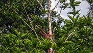A Waiapi boy climbs up a Geninapo tree to pick fruits to make body paint at the Waiapi indigenous reserve in Amapa state in Brazil on October 13, 2017. AFP / Apu Gomes 