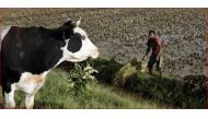 A farmer harvests rice at a rice paddy at Ambohimanambola near Antananarivo in this 2009 file photo.  (Reuters / Siphiwe Sibeko) 