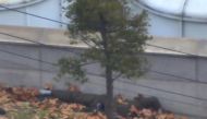 A screengrab taken from a video footage released by the United Nations Command on November 22, 2017 shows a North Korea defector lying on the ground after getting shot at by North Korean soldiers in the Joint Security Area of the Demilitarized Zone (DMZ).