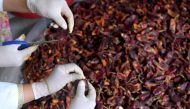 Tunisian rural women prepare red peppers which are used in the making of harissa paste. Photo: AFP / Fethi Belaid 