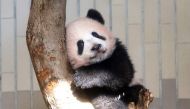Baby panda Xiang Xiang plays at its enclosure during a press preview at Ueno Zoo in Tokyo on December 18, 2017. AFP / Pool / Yoshikazu Tsuno 