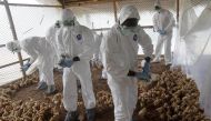 REPRESENTATIVE IMAGE: Workers from the Animal Protection Ministry cull chicks to contain an outbreak of bird flu at a farm in Ivory Coast, August 14, 2015 (Reuters / Luc Gnago) 