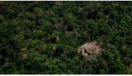 An aerial view of illegal logging in a forest shown; used for representation only.