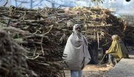 An Indian farmer waits outside a sugar mill to sell sugarcane crop in Modinagar in Ghaziabad, some 45km east of New Delhi, on January 31, 2018. AFP / PRAKASH SINGH
