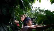 Coffee grower Rubiela (R) and her daughter Camila pick coffee in San Carlos, Colombia, July 14, 2017. (Reuters / Federico Rios) 