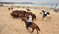Cows are mustered after being released from a cattle truck onto Bondi Beach in Sydney on March 16, 2018 as part of an effort called 