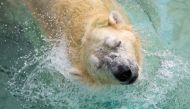 (FILES) This photograph taken on December 26, 2017 shows Inuka, a senior polar bear, shaking his head as he lounges in the pool in his enclosure at the Singapore Zoo. AFP / TOH TING WEI