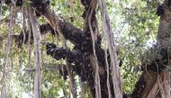 File photo of Indian bats clinging onto the branches of a banyan tree on the campus of Gujarat College in Ahmedabad, April 29, 2018. / AFP / SAM PANTHAKY