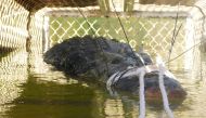 A near 5-metre crocodile that was captured in Taylor's Park in the Northern Territory, Australia is seen in this undated image obtained July 10, 2018. AAP Image/Supplied by Northern Territory Parks and Wildlife via Reuters