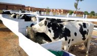 Cows eat in the cowshed at the model village, where India Prime Minister Narendra Modi gifted 200 cows to villagers who do not yet own one, as part of the Rwandan Government's Girinka 