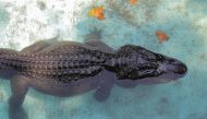 An alligator named Muja is seen in its enclosure in Belgrade's Zoo, Serbia, August 14, 2018. REUTERS/Marko Djurica