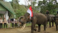 Sumatran elephants carrying the Red and White Flag to the handler (Mahout) to be raised at the ceremony the commemoration of the 73rd Republic of Indonesia anniversary at the Sampoiniet Conservation Response Unit (CRU), Aceh Jaya Regency, Aceh, Indonesia,