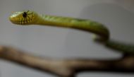 A venomous West African Green Mamba snake that was reported to be on display in the new Reptile House at the Los Angeles Zoo is seen on September 23, 2010.  AFP / Mark Ralston 

 