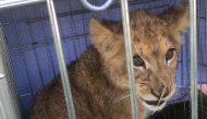 A handout image made available by veterinarian Peter Klaver on October 7, 2018, shows a lion cub which was spotted by a jogger, sitting in a cage and abandoned in a field, near the small village of Tienhoven, about 10 kilometres (six miles) north of Utrec