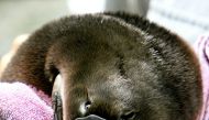 This file photo taken on February 16, 2006 shows a platypus baby or 