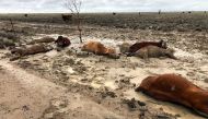 This handout picture taken on February 7 shows cattle in a flooded area near Julia Creek township in Queensland state. - Photo by Handout / ANTHONY ANDERSON / AFP