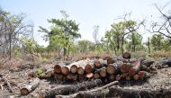 Logs felled by charcoal burners in Palaro, Gulu district, Uganda, February 13, 2019. Thomson Reuters Foundation/Liam Taylor