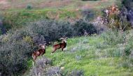 Cypriot mouflons (Ovis orientalis orientalis ophion) inside the buffer zone that slices between the internationally recognised Republic of Cyprus and the Turkish-occupied north, near Variseia, some 70 kilometers west of the capital Nicosia on February 13,
