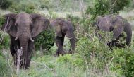 Conservationists estimate the southern African country has around 130,000 elephants, but some lawmakers say the number is much higher and causes problems for small-scale farmers.
