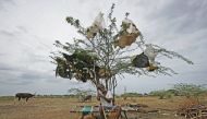 A shepherd takes rest under a tree on a dried-up lake on the outskirts of Chennai, India, June 27, 2019. Reuters/P Ravikumar 