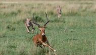 The photograph that won the first prize in Masaimara Wildlife Photography Challenge 2019