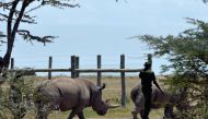 Fatu (L), 19, files along behind her mother Najin, 30, as they are led back to pasture by caretakers on August 23, 2019 at the ol-Pejeta conservancy in Nanyuki, 147 kilometres north of Kenyan capital, Naironi.  AFP / TONY KARUMBA