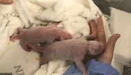 A handout picture made available on September 2, 2019 shows the new born panda twins after their birth on August 31, 2019 by their mother Meng-Meng at Berlin Zoo, Berlin, Germany. Berlin Zoo/Handout via REUTERS 