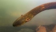 A picture released by Prof Dr Leandro Melo de Sousa on September 9, 2019 shows an electric eel (Electrophorus Voltai).  AFP / Leandro Sousa
