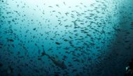 A tuna swims among a school of fish as a scuba diver looks on at Galapagos Marine Reserve. Reuters/ Jorge Silva
