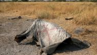 The marked carcass of an elephant is seen, after reports that conservationists have discovered 87 of them slaughtered just in the last few months, in the Mababe area, Botswana, September 19, 2018. Reuters/Siphiwe Sibeko