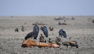Vultures feed on the carcass of a dead cow which lies on the mud of the drought-affected Lake Ngami on August 29, 100km away from Maun, Botswana. AFP / Monirul Bhuiyan