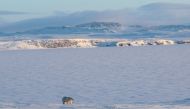 An undated handout picture obtained from the Russian Arctic National Park on March 4, 2019, shows  A polar bear off the coast of the remote Russian northern Novaya Zemlya archipelago. AFP