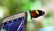 A butterfly sits on a mobile phone during a preview visit of the butterfly conservatory at the American Natural History Museum in New York on October 3, 2018. AFP / Angela Weiss
