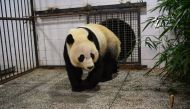 US-born giant panda Bei Bei arrives at the Bifengxia base of the China Conservation and Research Centre of the Giant Panda in Yaan, China's southwestern Sichuan province, early on November 21, 2019. China OUT / AFP / STR 