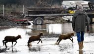 A shepherd watches over lambs as they run through floodwaters on a farm at Pertuis, southern France, on December 2, 2019, following fresh torrential rains over south-eastern France. AFP / Gerard Julien
 