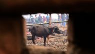 A buffalo is seen through a wall's hole as it stands in an enclosure ahead of a sacrificial offering to Hindu goddess Gadhimai during the Gadhimai Festival in Bariyarpur, 160 kms south of the capital Kathmandu on December 3, 2019. AFP / PRAKASH MATHEMA