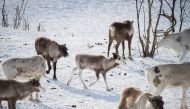 This file photo taken on March 16, 2017 shows reindeers in Kautokeino, a town in Finnmark county, located in the northeastern part of Norway. AFP / Jonathan Nackstrand