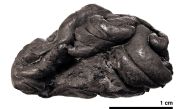 A handout photo provided by the University of Copenhagen on December 17, 2019 shows a 5,700-year-old type of 