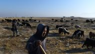 In this photograph taken on November 28, 2019, shepherds lead a flock of sheep as they graze at field on the outskirts of Mazar-i-Sharif. AFP / Farshad Usyan
