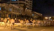 A herd of camels walk across the streets in Tripoli, Libya February 19, 2020. Picture taken February 19, 2020. Reuters/Ahmed Elumami
 
