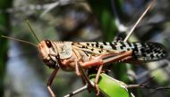 A desert locust is seen feeding on a plantation in a grazing land on the outskirt of Dusamareb in Galmudug region, Somalia December 22, 2019. Reuters/Feisal Omar 
 
 