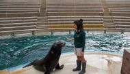 Marine mammals unit supervisor Danielle Fox practices a show routine with a sea lion named Pepper in front of an empty seating area, the result of a zoo closure to curb the spread of the coronavirus disease (COVID-19), at Taronga Zoo Sydney in Sydney, Aus