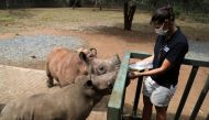 Zanrie Van Jaarsveld feeds orphaned rhinos Kolisi and Amelia, amid the spread of the coronavirus disease (COVID-19), at a sanctuary for rhinos orphaned by poaching, in Mookgopong, Limpopo province, South Africa April 17, 2020. Reuters/Siphiwe Sibeko