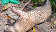 A dead endangered leopard is seen at a private cashew plantation in Neluwa, about 145 km southeast of the capital Colombo, on June 2, 2020. AFP / STR